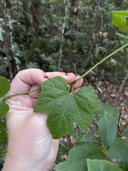 Diplocyclos palmatus