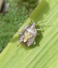Dolycoris baccarum