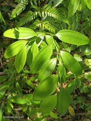 Smilax lanceifolia