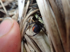 Latrodectus katipo