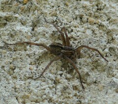Lycosinae