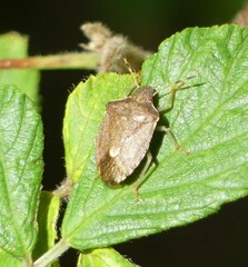 Peribalus strictus vernalis