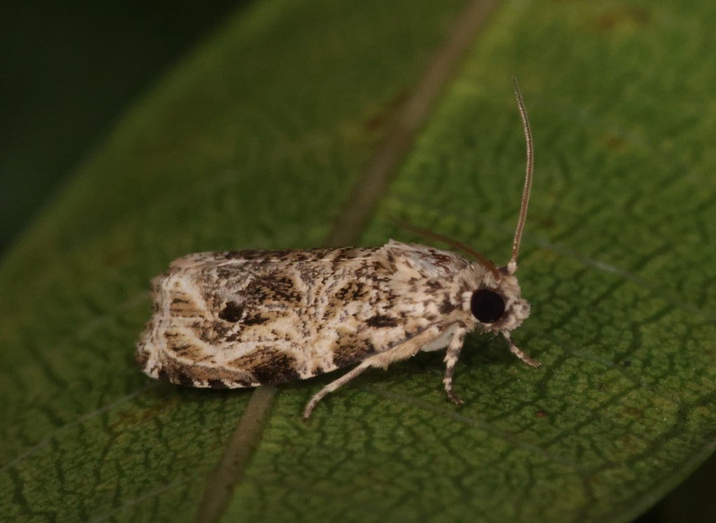 Phaecasiophora leechi from 香港青衣 on August 22, 2022 at 0900 PM by sk2