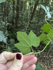Diplocyclos palmatus