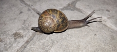 Cornu aspersum