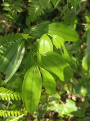 Smilax lanceifolia