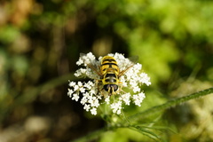 Myathropa florea