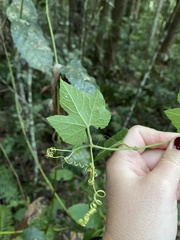 Diplocyclos palmatus
