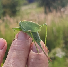 Tettigonia cantans