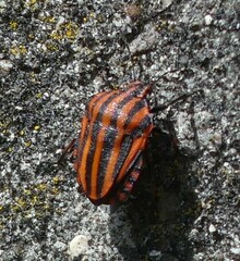 Graphosoma italicum italicum