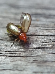 Chrysomelidae