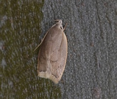 Scythropiodes