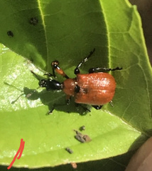 Apoderus coryli