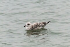 Larus argentatus