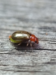 Chrysomelidae