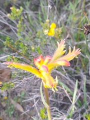 Anigozanthos humilis