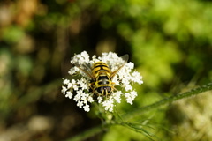 Myathropa florea