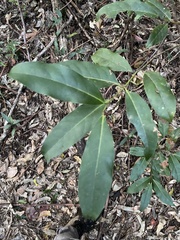 Cryptocarya glaucescens