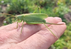 Tettigonia cantans