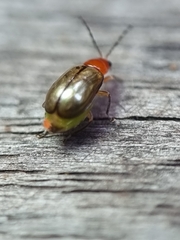 Chrysomelidae