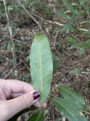 Cryptocarya glaucescens