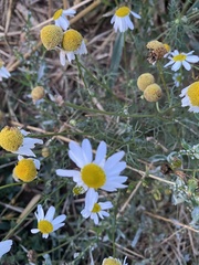 Anthemideae
