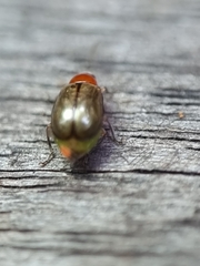 Chrysomelidae