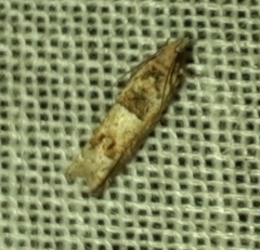 Crocidosema plebejana