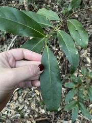 Cryptocarya glaucescens