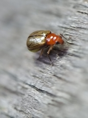 Chrysomelidae