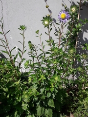 Felicia echinata
