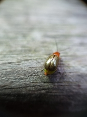 Chrysomelidae