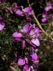 Polygala ericifolia