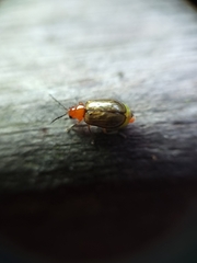 Chrysomelidae