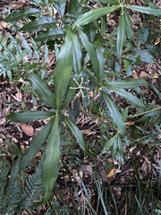 Tasmannia insipida