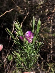 Polygala ericifolia