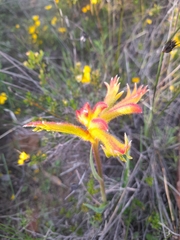 Anigozanthos humilis