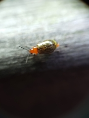Chrysomelidae