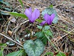 Cyclamen purpurascens
