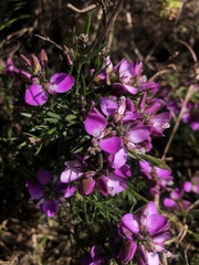 Polygala ericifolia