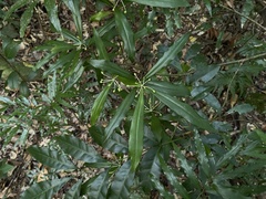 Tasmannia insipida
