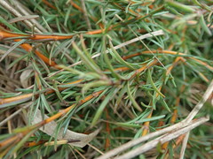 Coprosma acerosa