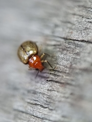 Chrysomelidae
