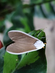 Creatonotos wilemani