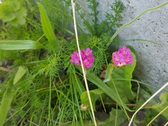 Armeria maritima
