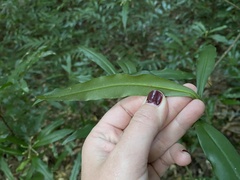 Tasmannia insipida