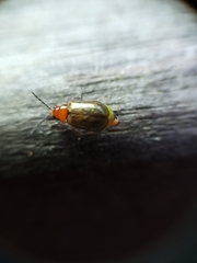 Chrysomelidae