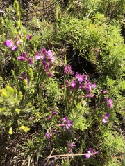 Polygala ericifolia