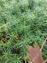 Polytrichum juniperinum