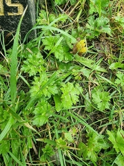 Ranunculus repens